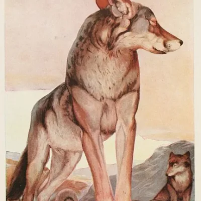 Akela