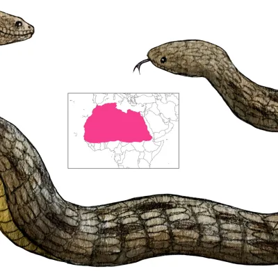 Amphisbaena