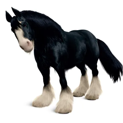 Angus