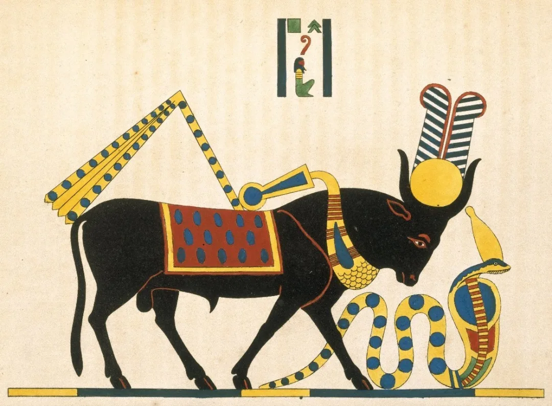 Apis