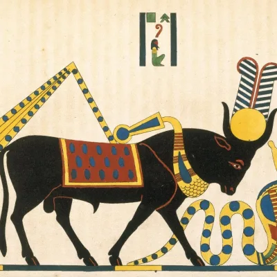 Apis