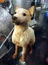 Belka
