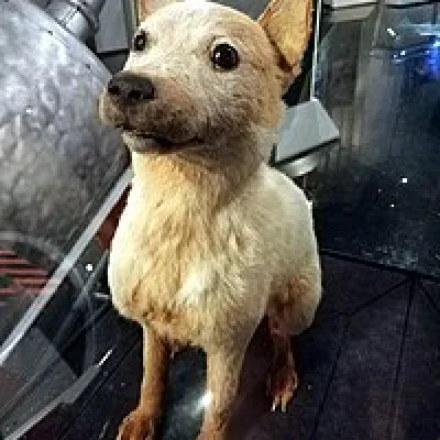 Belka