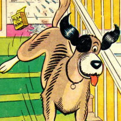 Bo the Dog