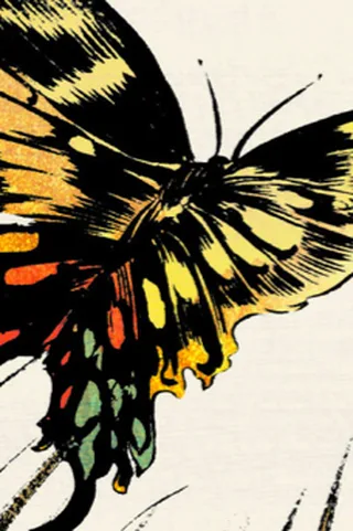Butterfly