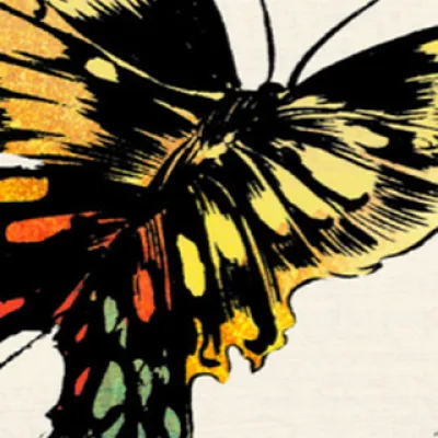 Butterfly