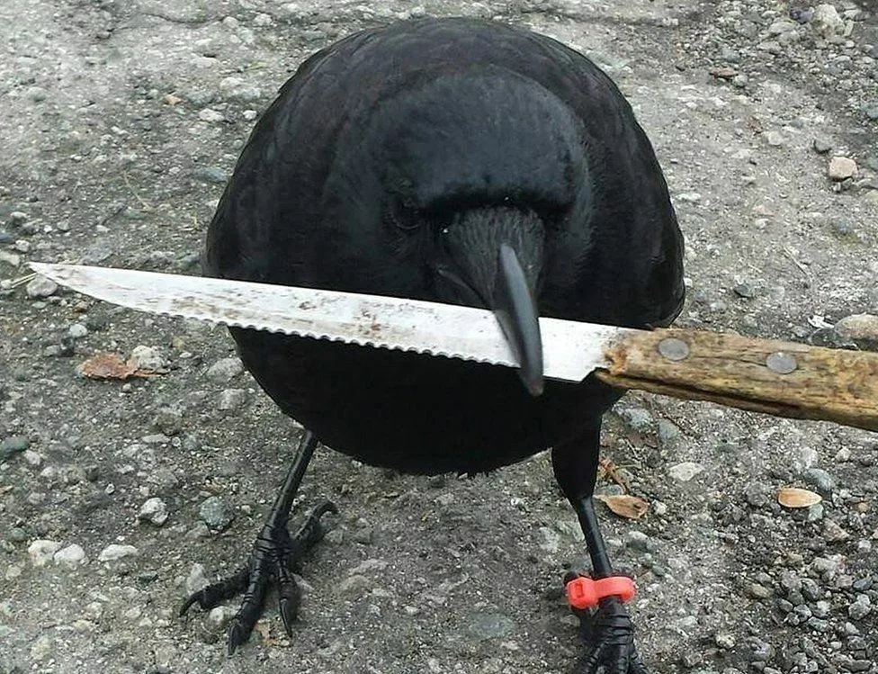 Canuck the Crow