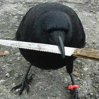 Canuck the Crow