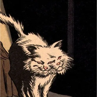 Cat