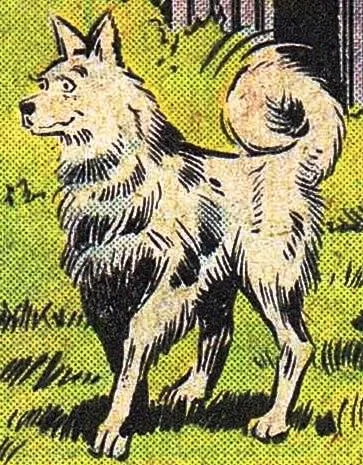 Chelsea The Dog