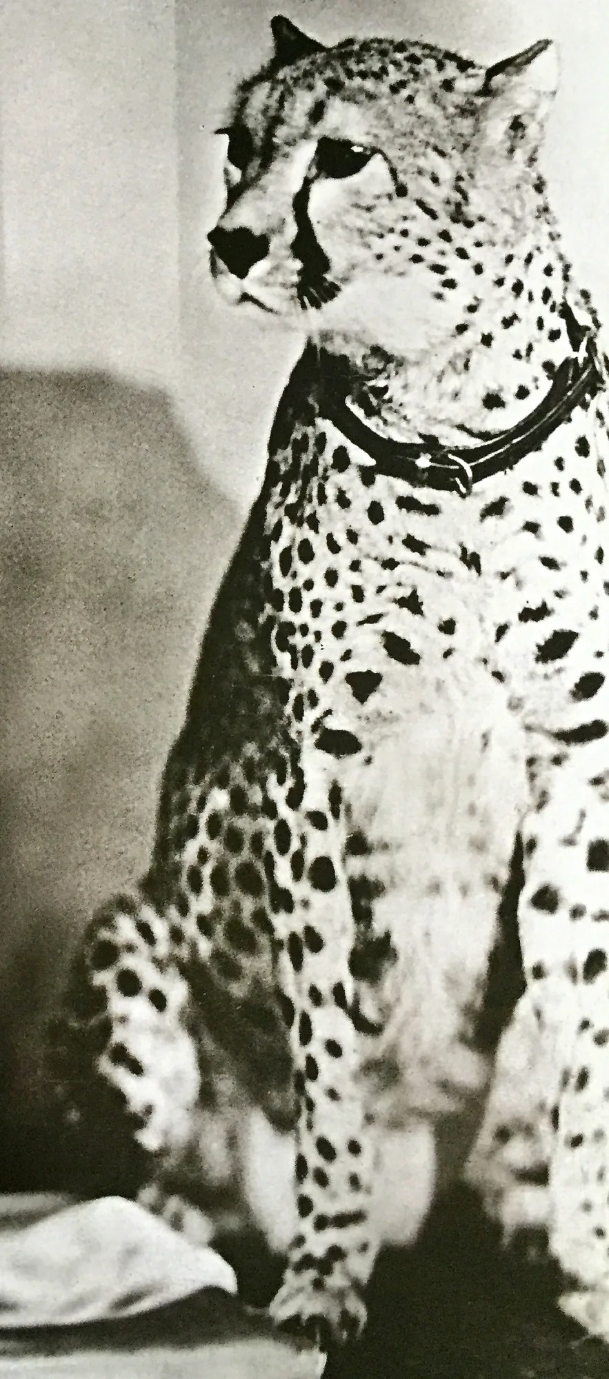Chiquita