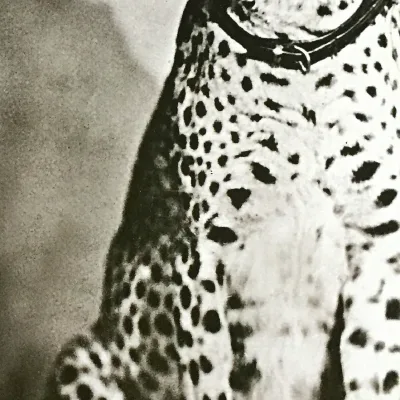 Chiquita