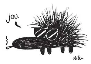 City hedgehog