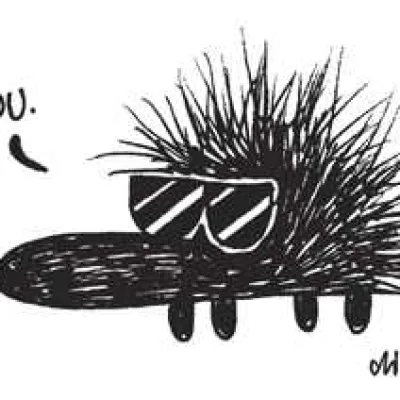 City hedgehog