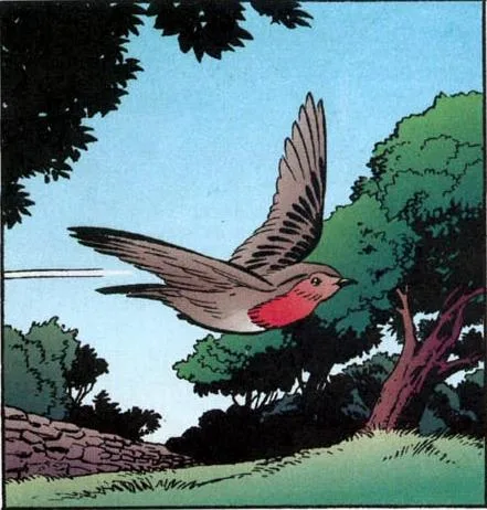 Cock Robin