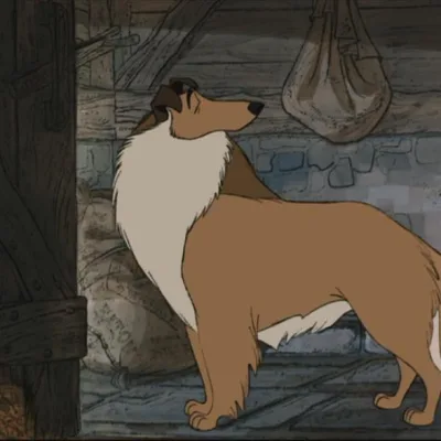 Collie
