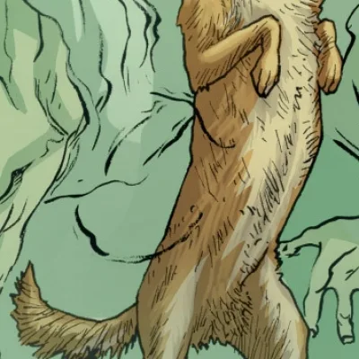 Coyote