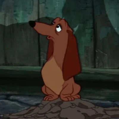 Dachsie