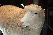 Dolly the Sheep