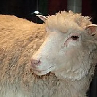 Dolly the Sheep