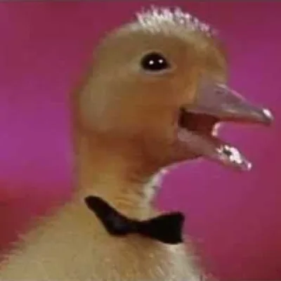 Dynamo Duck