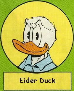 Eider Duck