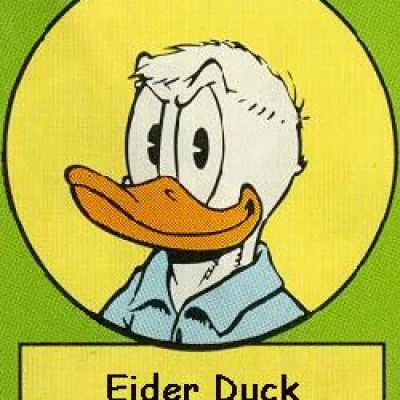 Eider Duck