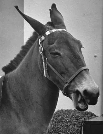 Francis The Talking Mule