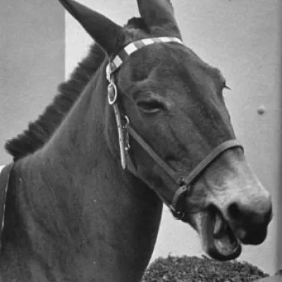 Francis The Talking Mule