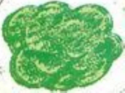 Green Glob
