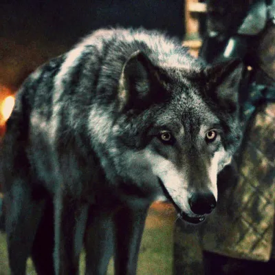 Grey Wind