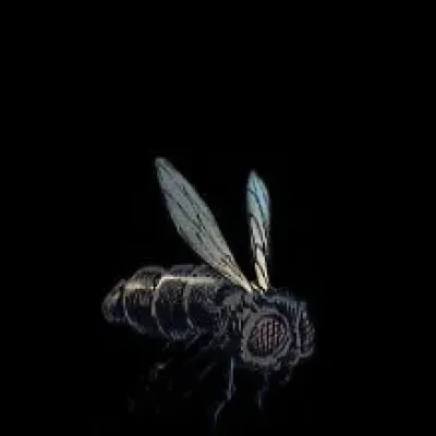 Hive