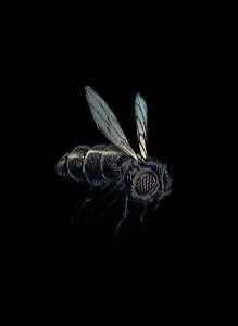 Hive