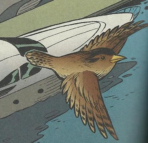 Jenny Wren