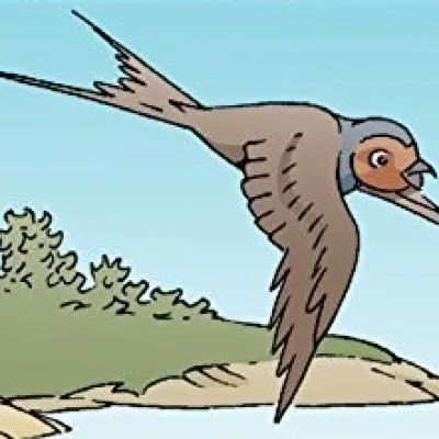 Little Swallow