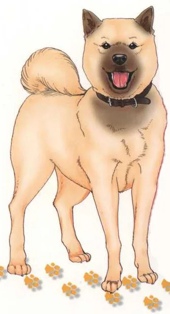 Lupin