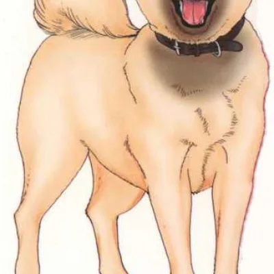 Lupin