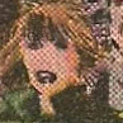 Meg
