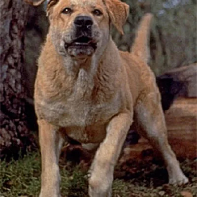 Old Yeller