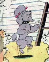 Pierre the Poodle