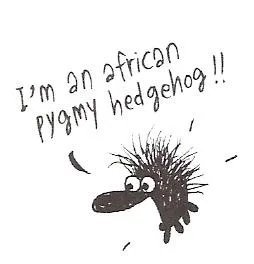 Pygmy hedgehog