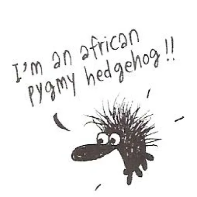 Pygmy hedgehog