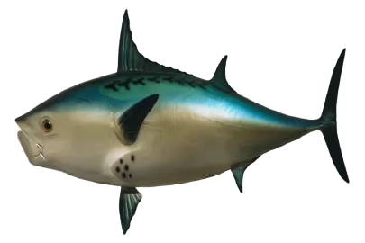 Realistic Fish Head