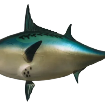 Realistic Fish Head