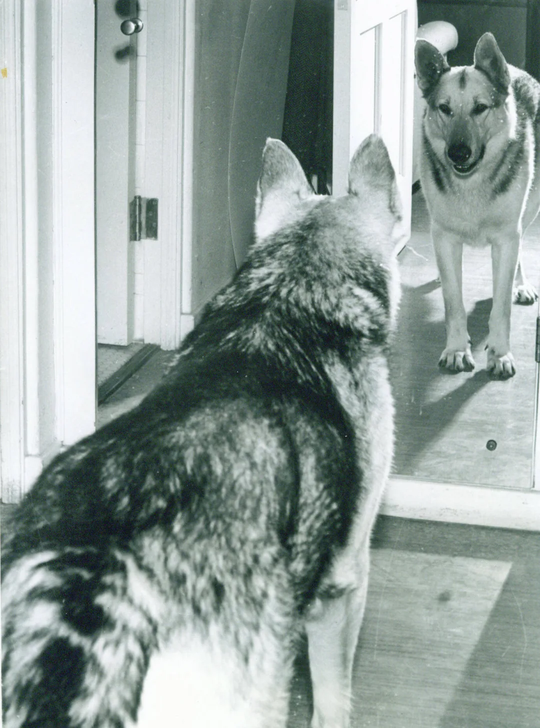 Rin Tin Tin