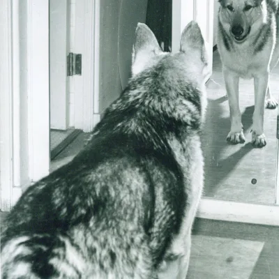 Rin Tin Tin