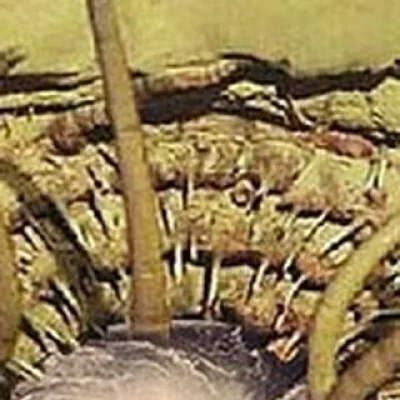 Sarlacc