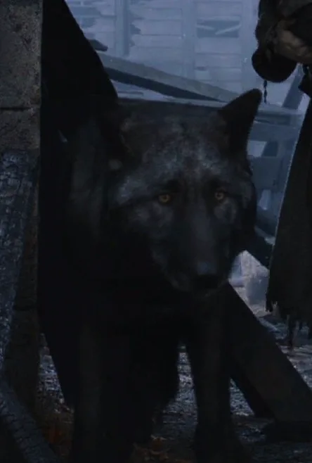 Shaggydog