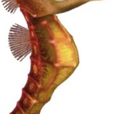Sheldon