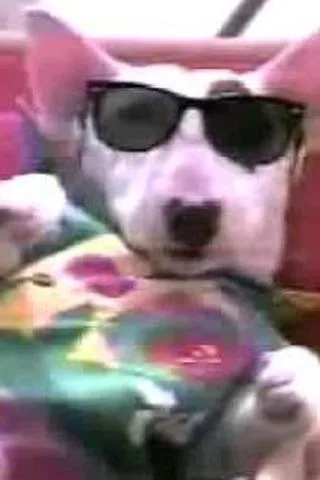 Spuds MacKenzie
